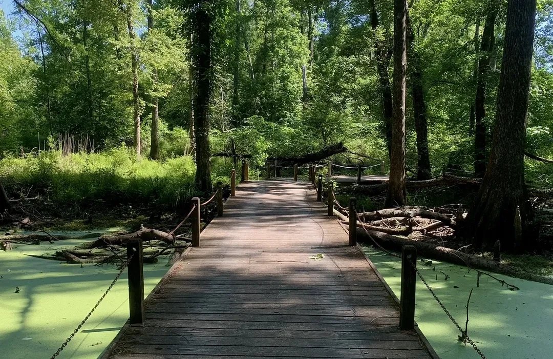 🏞️ 모기 언덕 공원 (가쟌비라 코엔) 이미지 5